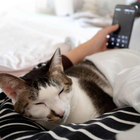 A Comprehensive Guide to Sleeping with Your Cat | Higooga Blog