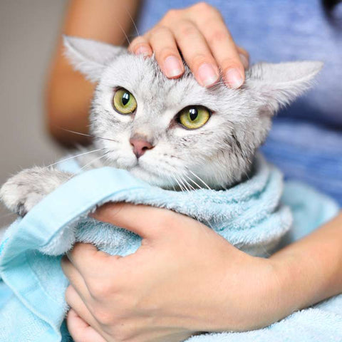 How to Care for a Sick Cat: Expert Tips on Medication, Diet, and Comfort | Higooga Blog