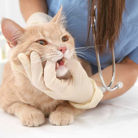 Dental problems with cats and how to avoid them | Higooga Blog