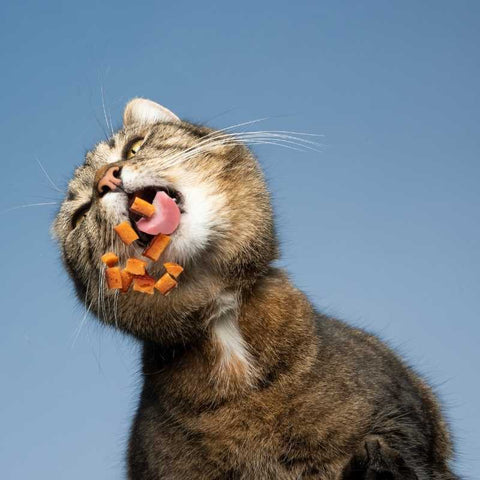 What to do if your cat eats too fast | Higooga Blog