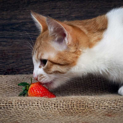 Human foods that are dangerous to cats