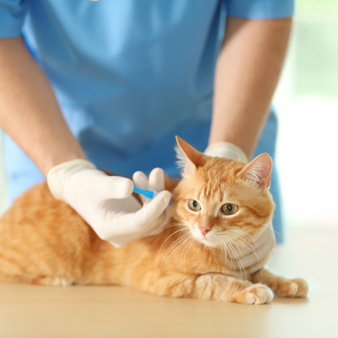 Medical routine your cat needs | Higooga Blog