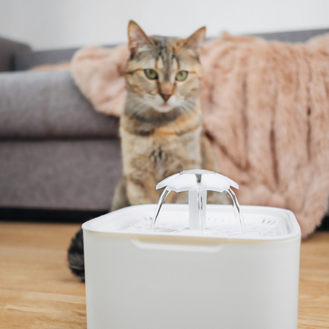 Automatic Pet Water Fountain: A Comprehensive Guide for Cat Owners