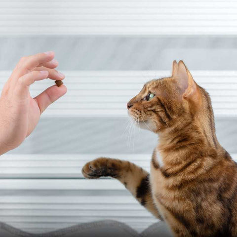 Simple Cat Training For Beginners | Higooga Blog