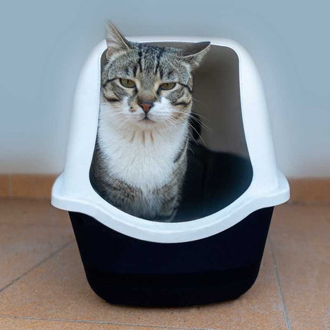 Everything you need to know about cat litter boxes | Higooga Blog