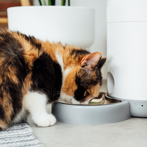 Automatic Pet Water Fountain: A Comprehensive Guide for Cat Owners