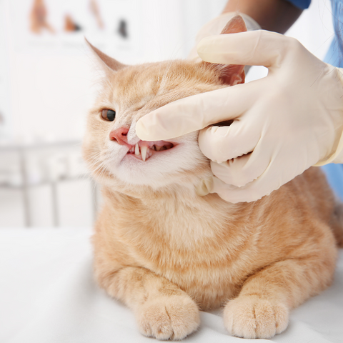 Do Cats Need Dental Care?