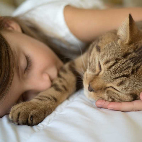 A Comprehensive Guide to Sleeping with Your Cat | Higooga Blog