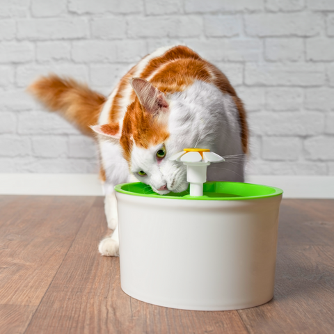 Automatic Pet Water Fountain: A Comprehensive Guide for Cat Owners