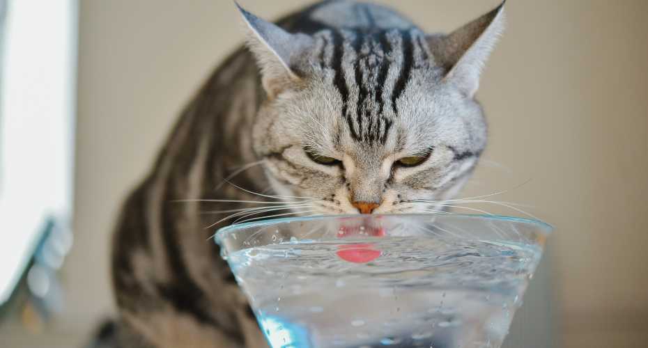 What Can And Can't Cats Safely Drink? | Higooga Blog