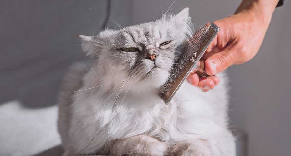 Cat Hairballs - Should You Be Concerned? | Higooga Blog