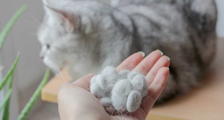 Effective Ways To Reduce Shed Cat Hairs In Your Home Space | Higooga Blog