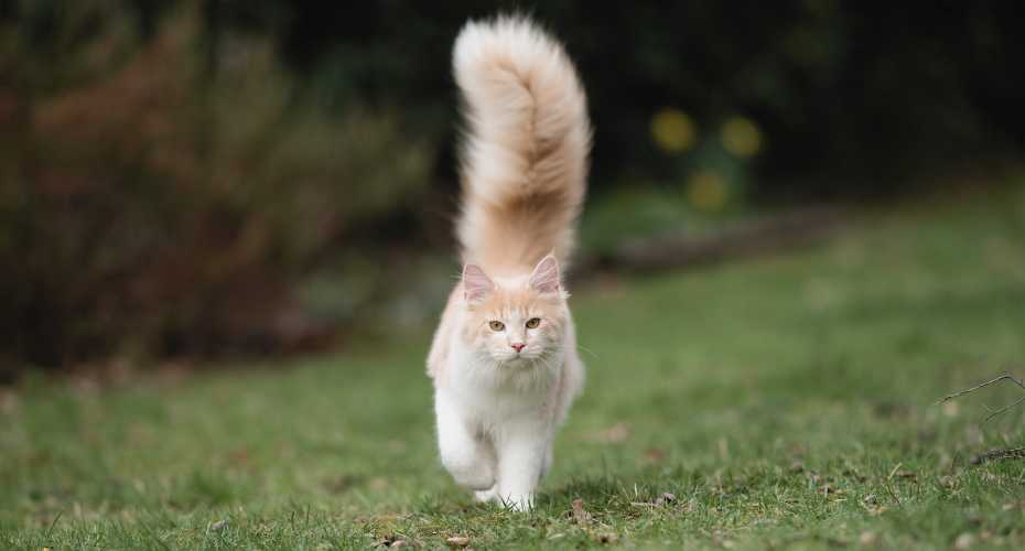 Understand Your Cat's Tail Language | Higooga Blog