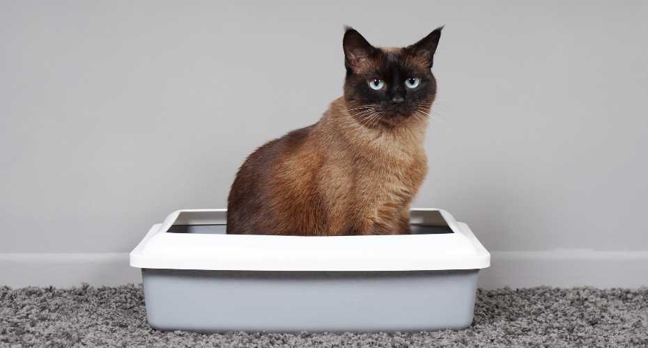 How To Choose The Best Litter Box For Your Cat | Higooga Blog
