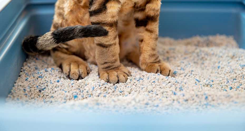 Everything You Need To Know About Cat Litter Boxes | Higooga Blog