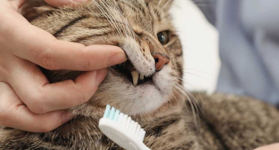 Do Cats Need Dental Care? | Higooga Blog