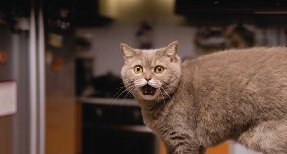 Wht Your Cat Is Trying To Tell You | Higooga Blog