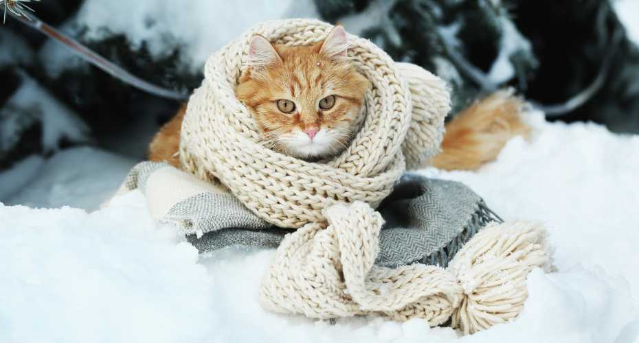 The Essential Guide to Keeping Your Cat Warm and Happy This Winter | Higooga Blog