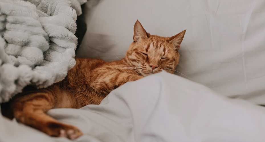 What You Need to Know About Choosing the Right Cat Bed | Higooga Blog