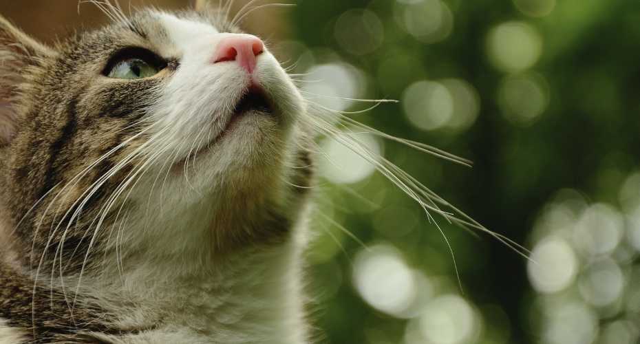Why Do Cats Have Whiskers? | Higooga