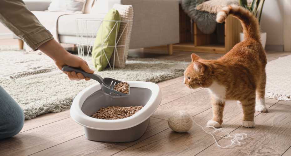 Mastering Cat Litter Box Maintenance | Higooga Blog