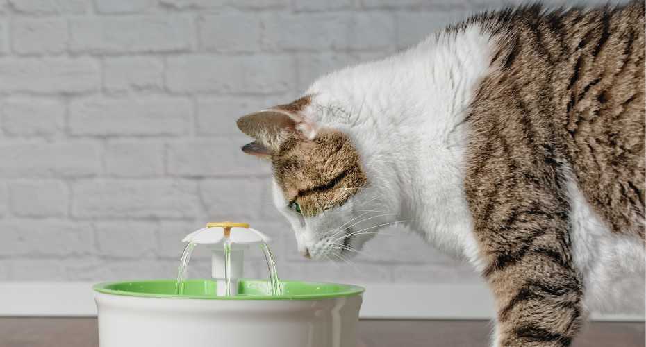 Automatic Pet Water Fountain: A Comprehensive Guide for Cat Owners | Higooga Blog