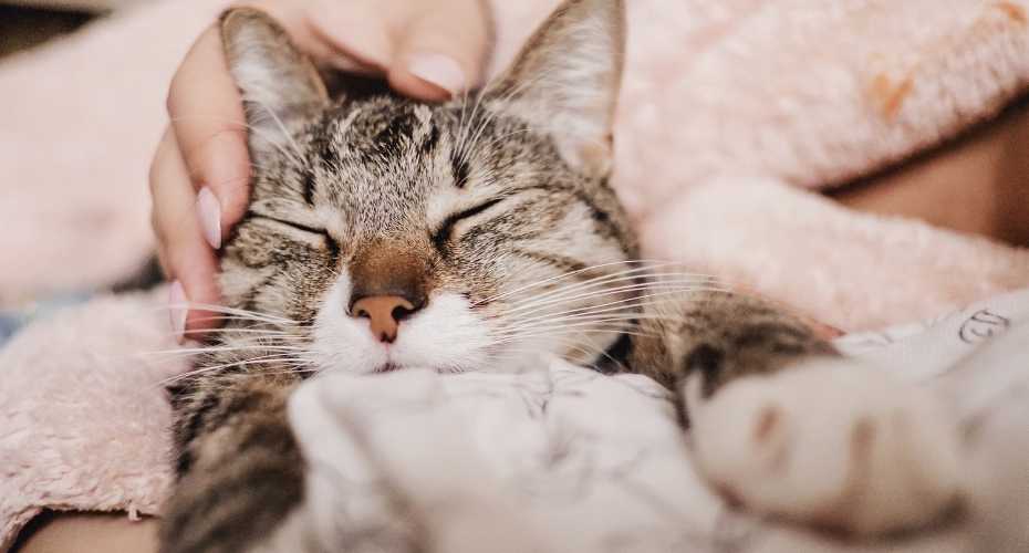 How to tell if your cat is really happy | Higooga Blog