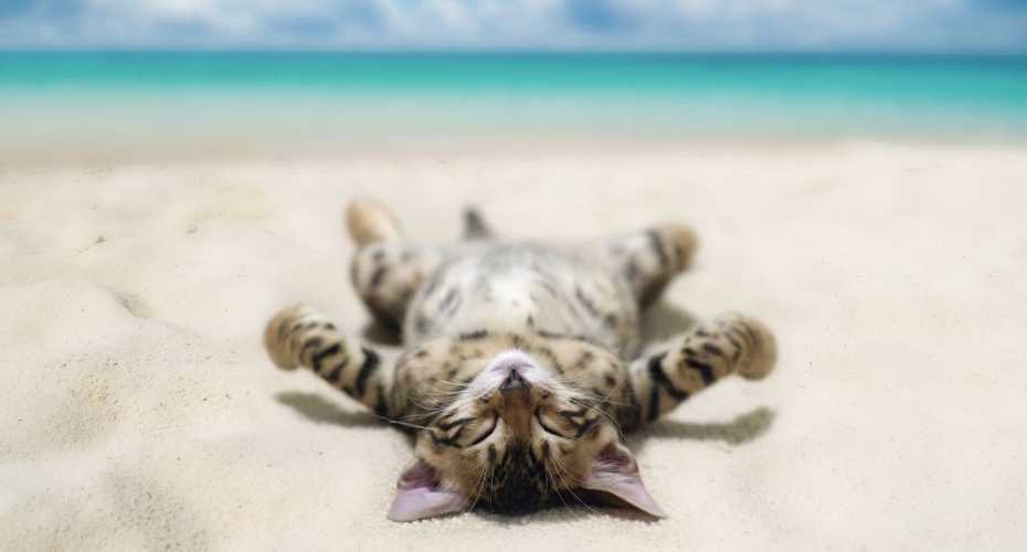 Keeping Your Cat Comfortable in the Summer Heat | Higooga Blog