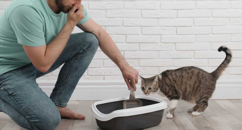 Effective Ways to Control Litter Box Odor | Higooga