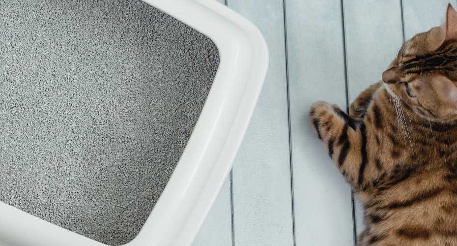 Guide To Choosing The Best Litter For Your Cat | Higooga Blog