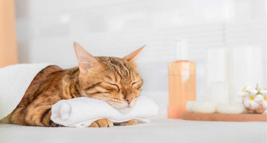 Relieving Pet Stress | Higooga Blog