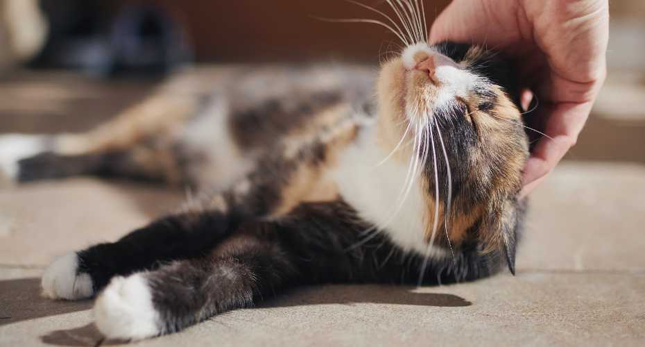 The Complete Guide to Cat Petting | Higooga Blog