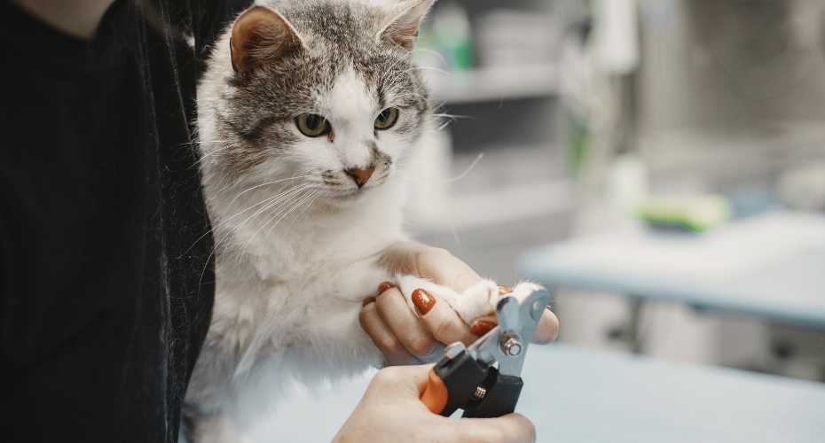 How to trim your cat's nails at home | Higooga Blog