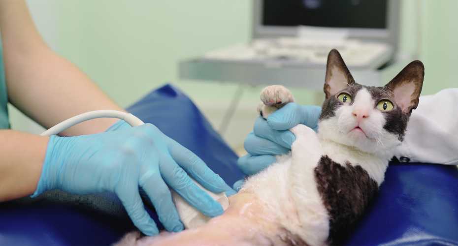 Medical Routine Your Cat Needs