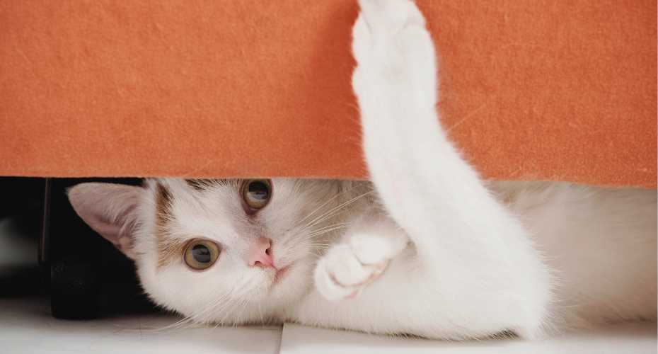 Why do some cats love hiding? | Higooga Blog