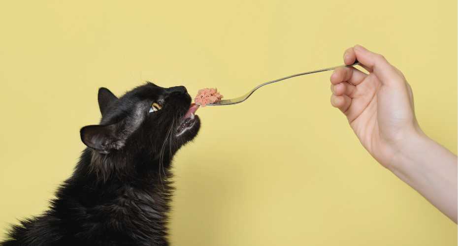 Top 10 Most Nutritious Human Foods for Cats | Higooga Blog