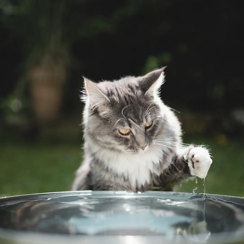 Furry Hydration: 10 Tips to Encourage Your Cat to Drink More Water