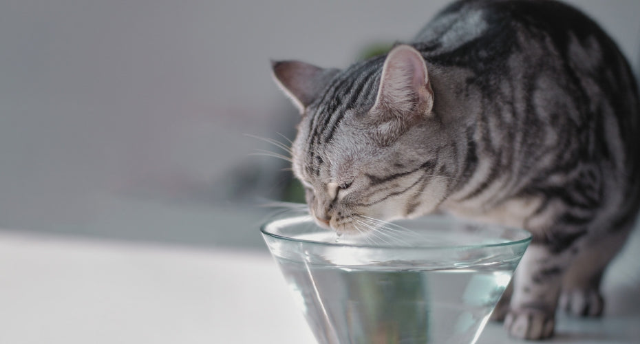 Furry Hydration: 10 Tips to Encourage Your Cat to Drink More Water