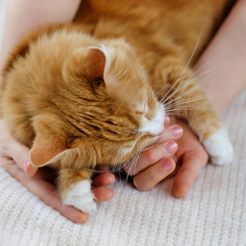 Cat Adoption Procedures: What You Need to Know Before Bringing a Furry Friend Home | Higooga Blog