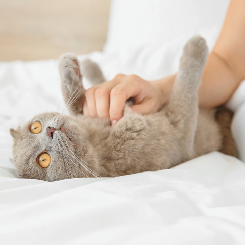 Cat Adoption Procedures: What You Need to Know Before Bringing a Furry Friend Home | Higooga Blog