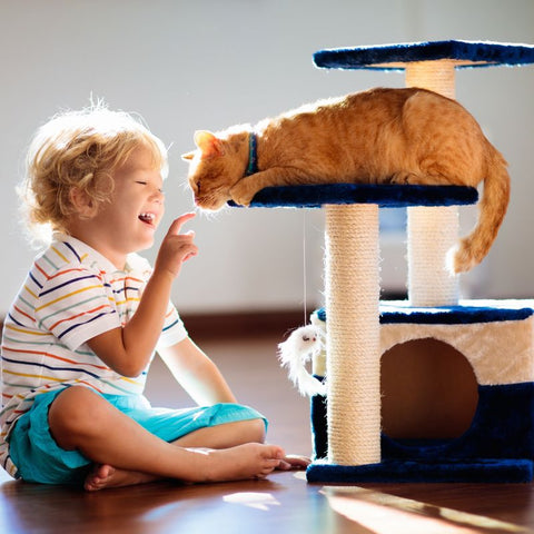 Preparing Your Home for Your New Cat | Higooga Blog