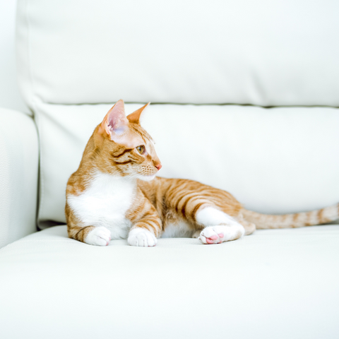 Living with an adopted stray cat | Higooga Blog