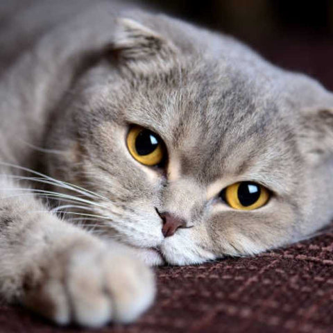 The 10 Most Intelligent Cat Breeds | Higooga Blog