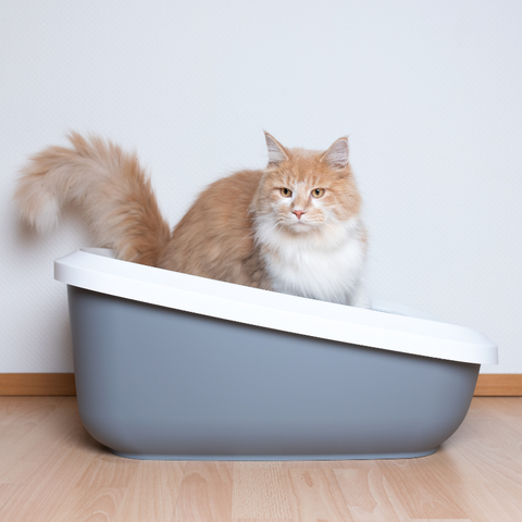 Effective Ways to Control Litter Box Smell | Higooga Blog