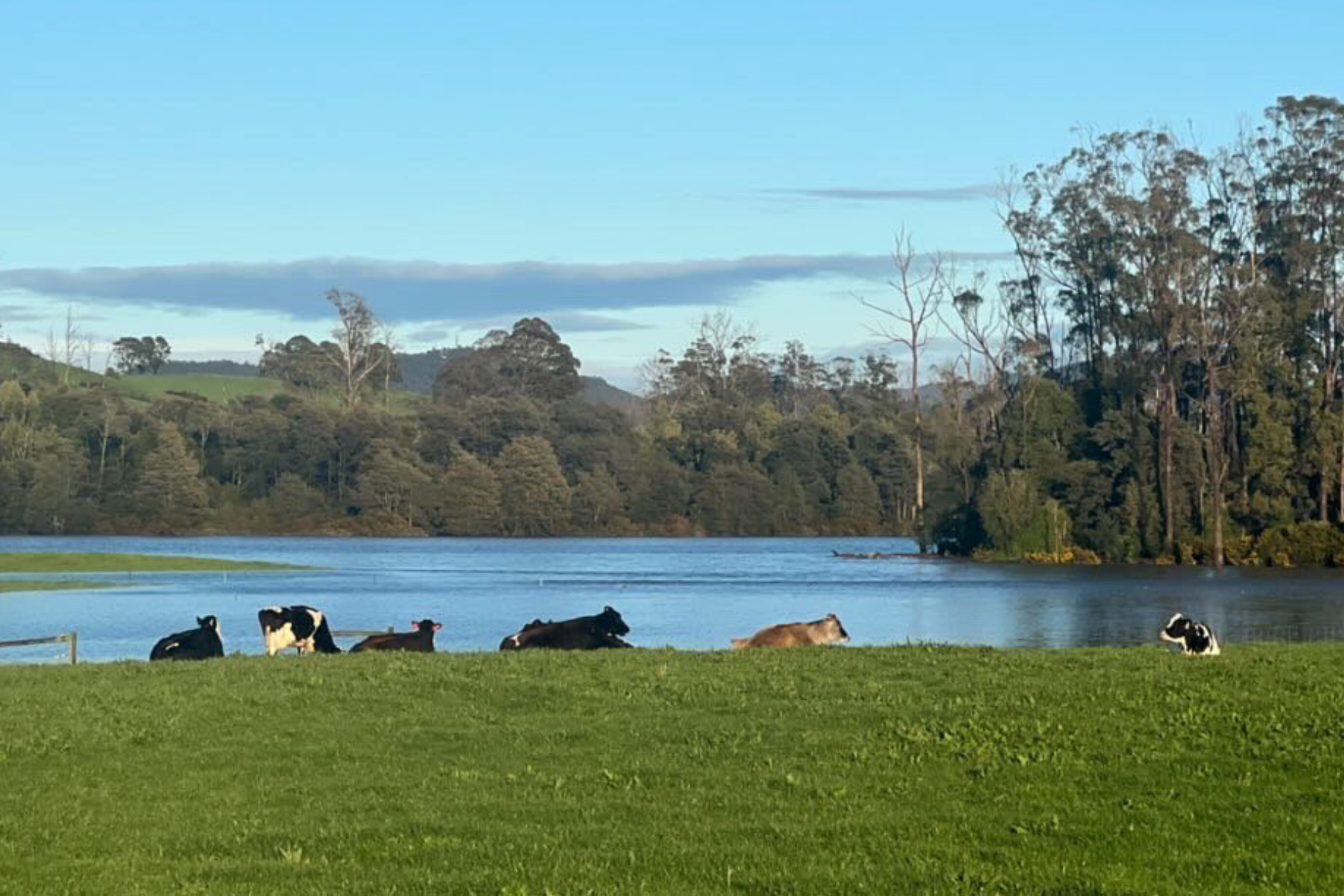 Cows near flood waters