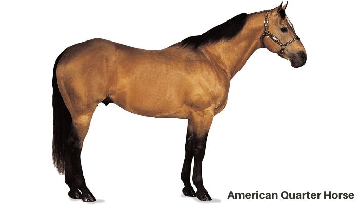 american-quarter-horse
