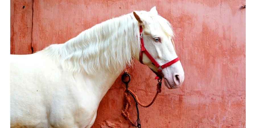 Cheval albinos