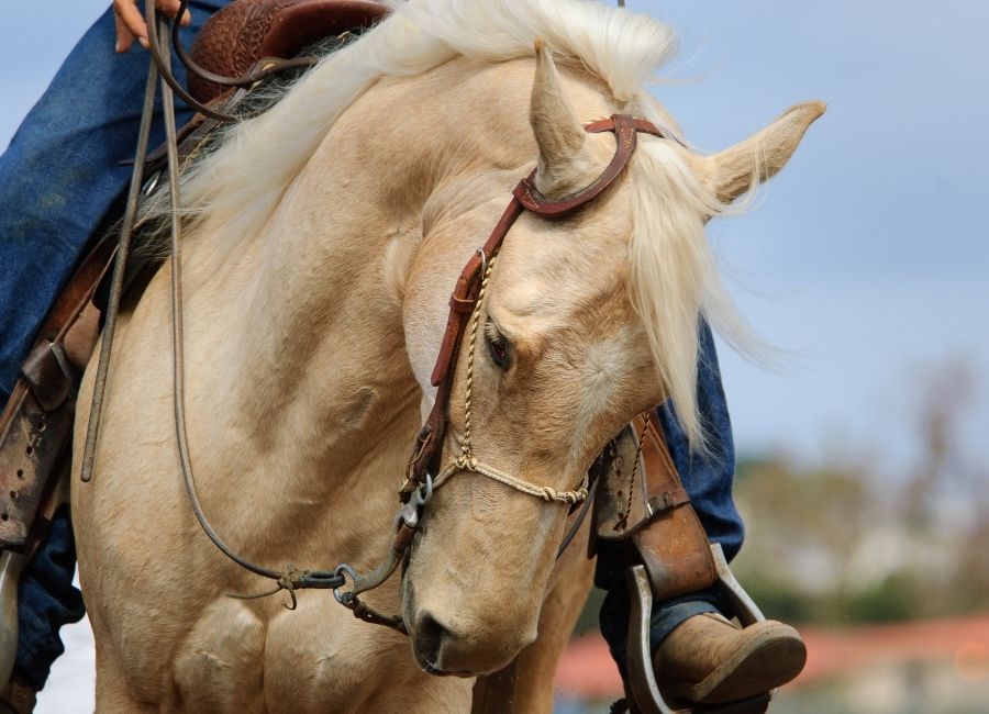 Cheval Morgan Western