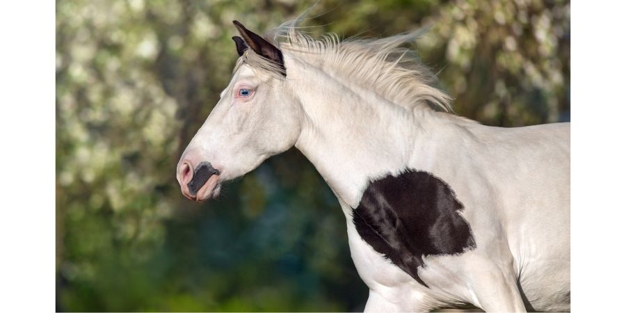 Cheval Pie balzan