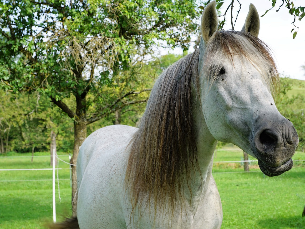 cheval robe entretien